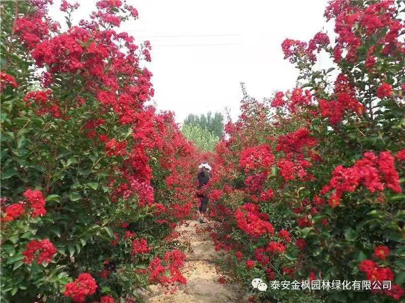 河北金鼎建筑工程集團(tuán)有限公司
